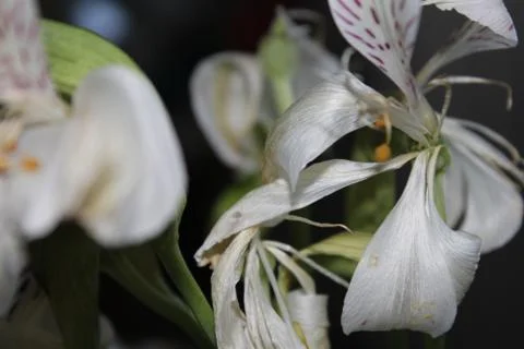Flowers Stock Photos