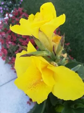 Flowers Stock Photos