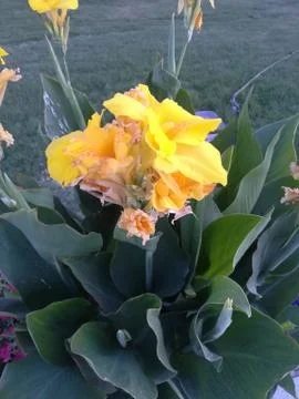 Flowers Stock Photos