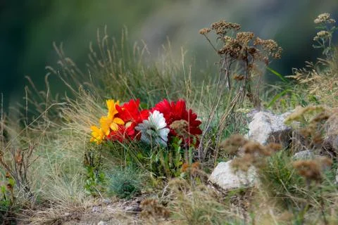 Flowers  Foto stock