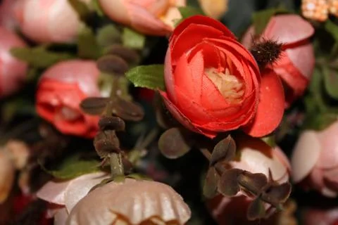 Flowers Stock Photos