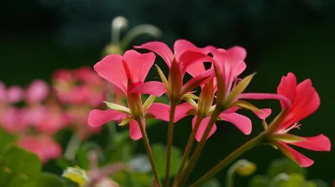 Flowers Stock Photos