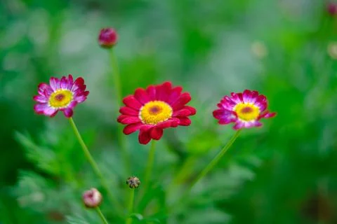 Flowers Stock Photos