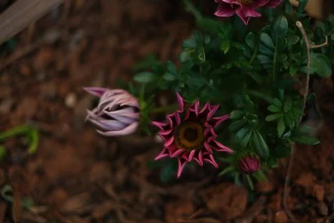 Flowers Stock Photos