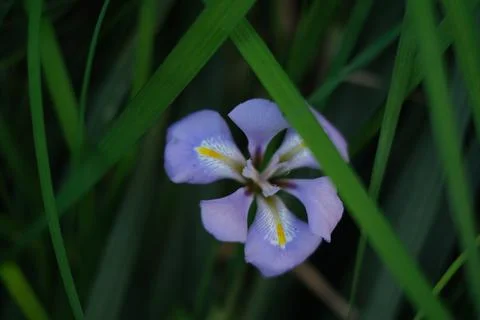 Flowers Stock Photos