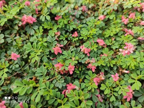 Flowers Stock Photos