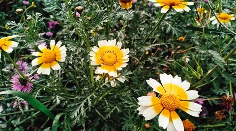 Flowers Stock Photos