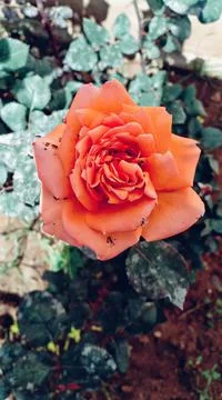 Flowers Stock Photos