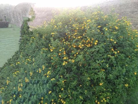 Flowers Stock Photos