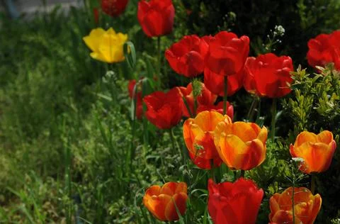 Flowers Stock Photos