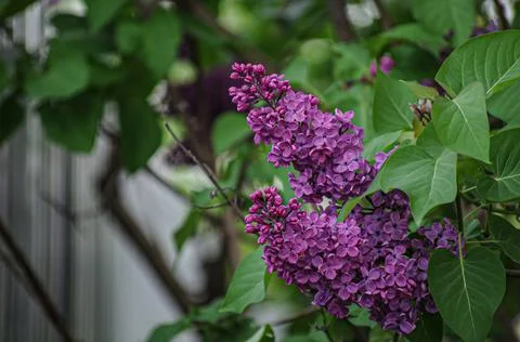 Flowers Stock Photos