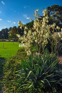 Flowers Stock Photos