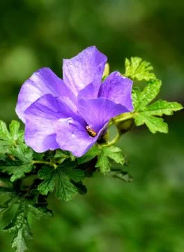 Flowers Stock Photos