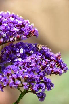 Flowers Stock Photos