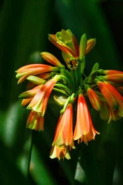 Flowers Stock Photos