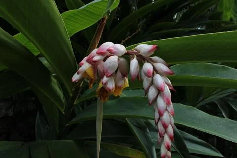 Flowers Stock Photos