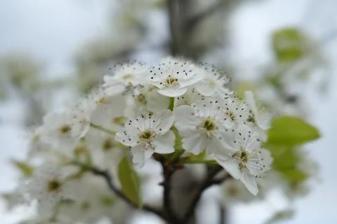 Flowers Stock Photos