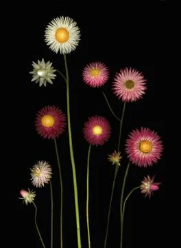 Flowers Stock Photos