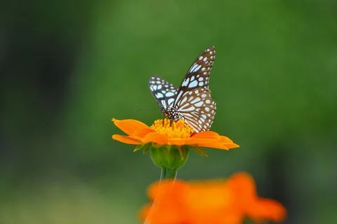 On the flowers Stock Photos