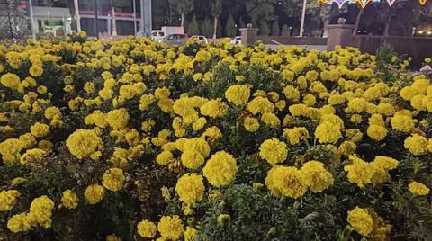 Flowers Stock Photos