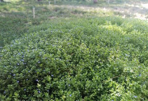 Flowers Stock Photos