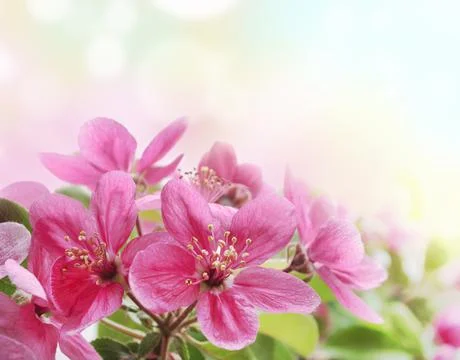 Flowers Stock Photos