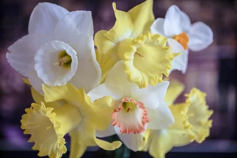 Flowers Stock Photos