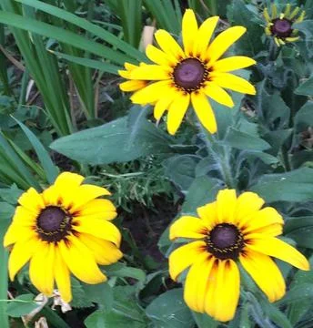 Flowers Stock Photos