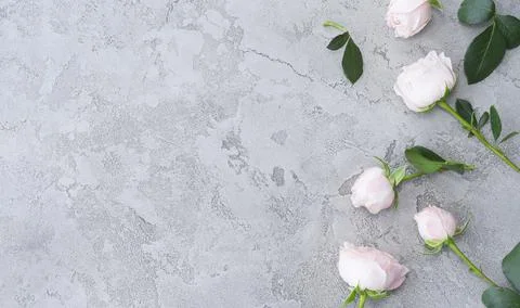 Flowers Stock Photos