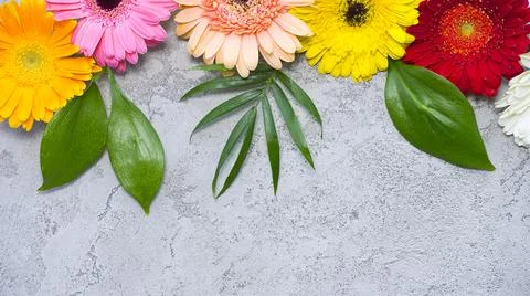 Flowers Stock Photos