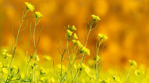 Flowers Stock Photos