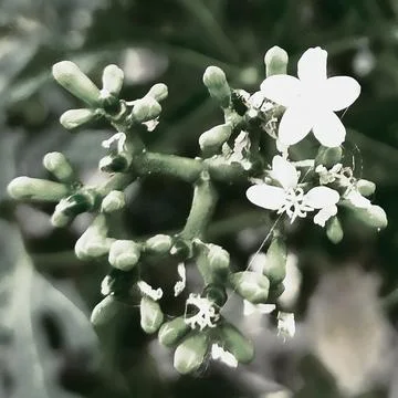 Flowers 写真素材