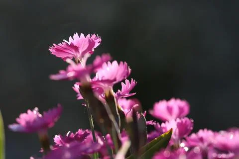 Flowers Stock Photos