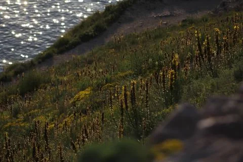 Flowers 库存照片