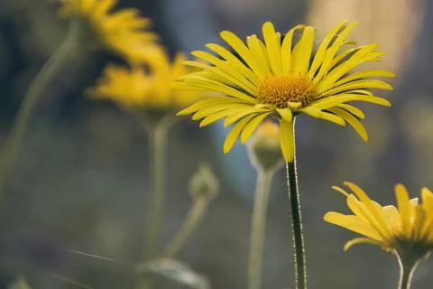 Flowers 写真素材