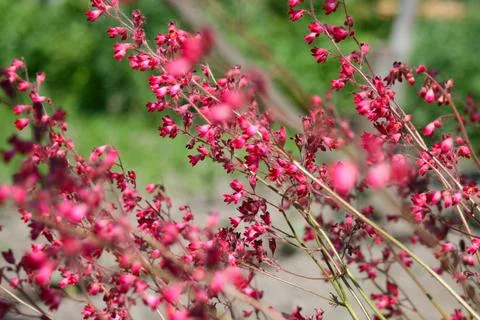 Flowers Stock Photos