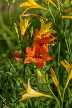 Flowers Stock Photos