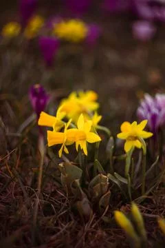 Flowers Stock Photos