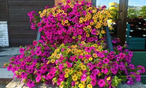 Flowers Stock Photos