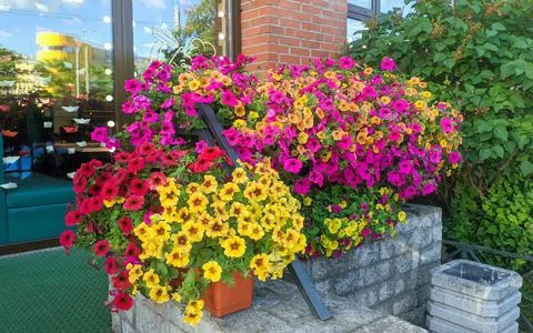 Flowers Stock Photos