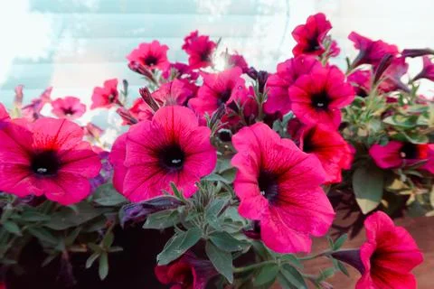 Flowers Stock Photos