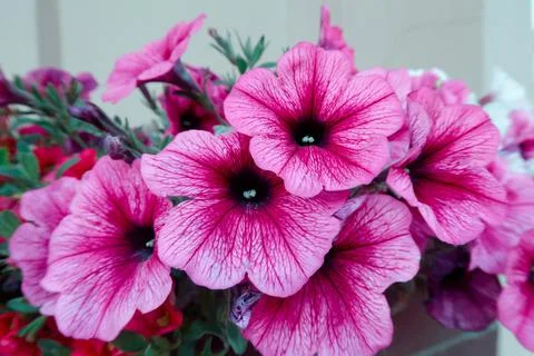 Flowers Stock Photos