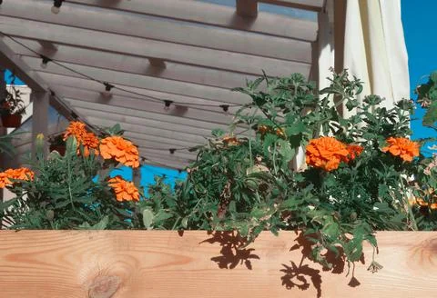 Flowers Stock Photos