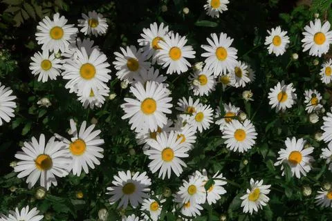 Flowers Stock Photos