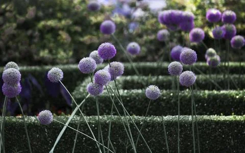 Flowers Stock Photos