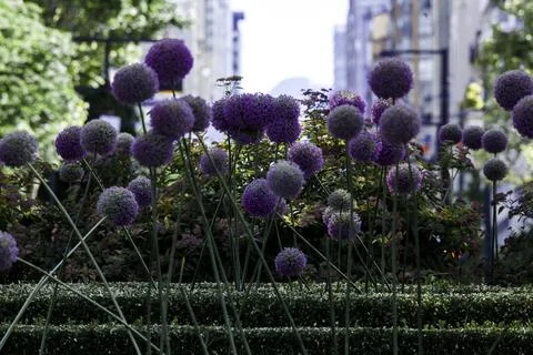 Flowers Stock Photos