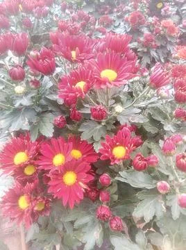 Flowers Stock Photos