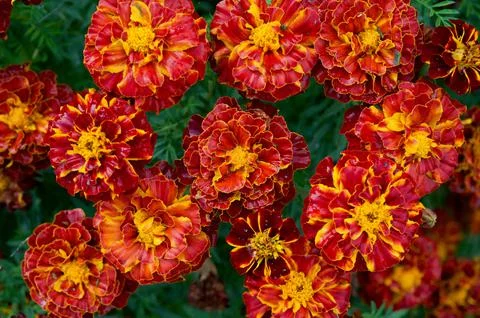 Flowers Stock Photos