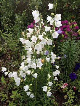 Flowers Stock Photos