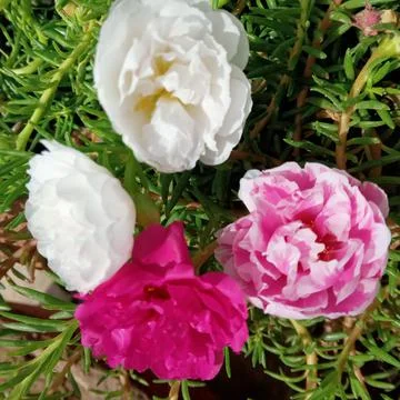 Flowers Stock Photos